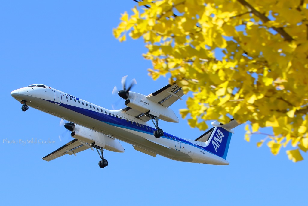 秋の青空、ボンバルとイチョウ