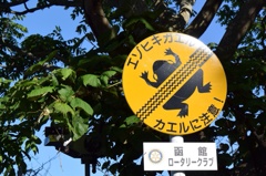 カエルの注意❗️