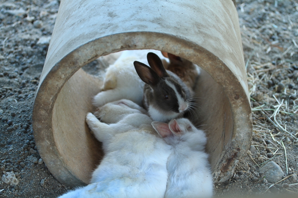 カプセルホテル