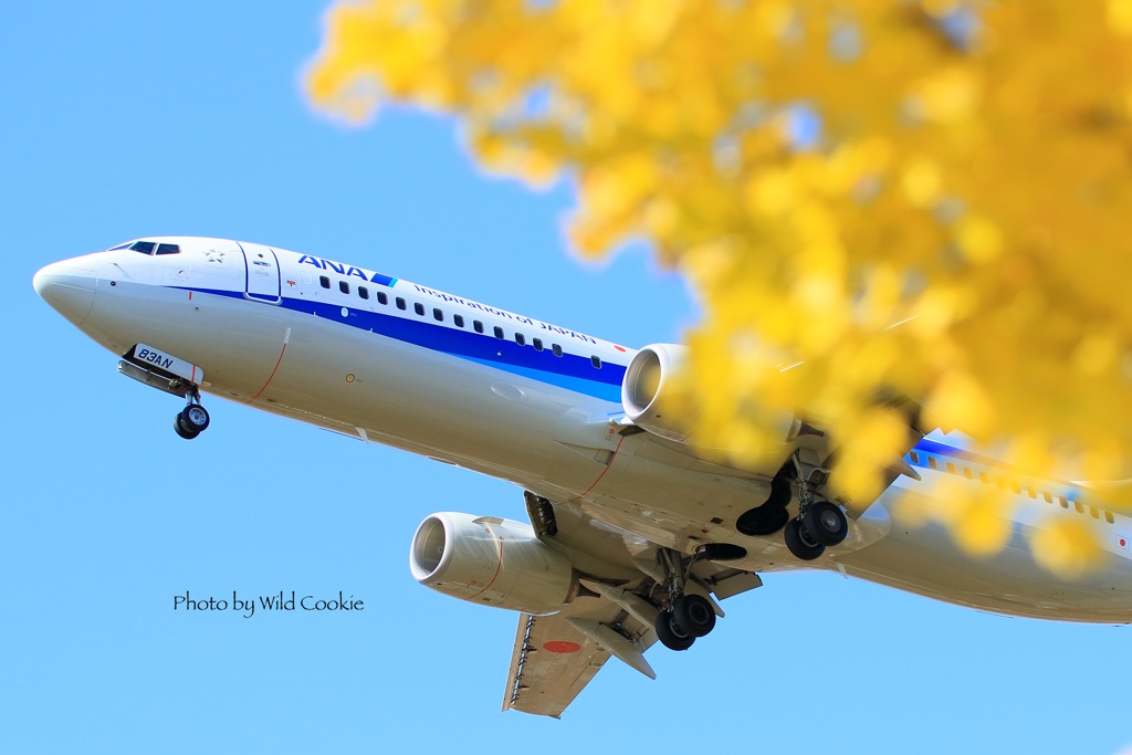 秋の青空イチョウとともに。