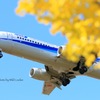 秋の青空イチョウとともに。