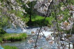 川岸に咲くさくら