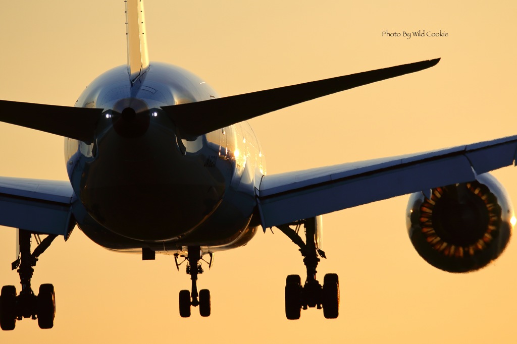 Golden Dreamliner