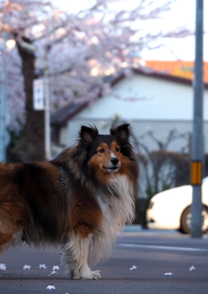 早朝の花見