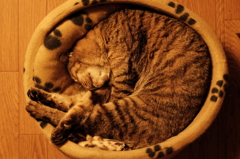 あんもにゃいと。