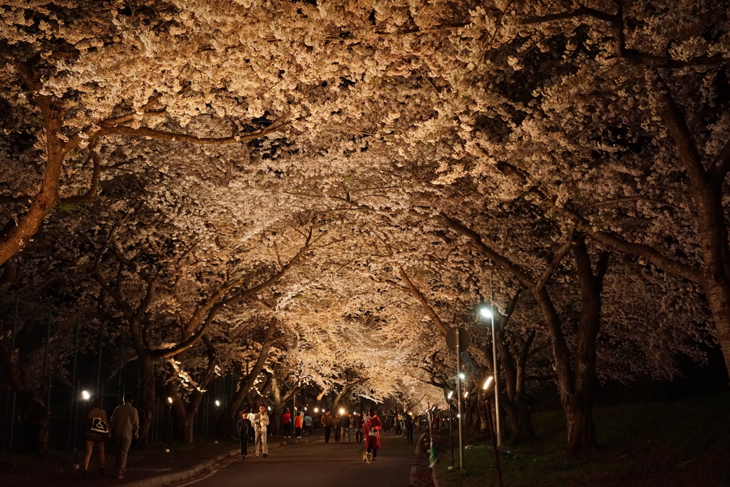 北斗市桜回廊　（旧大野町）