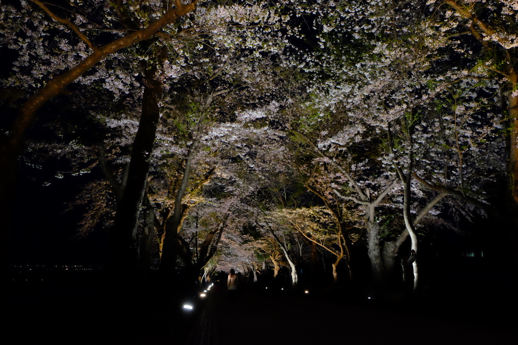 夜桜と女性