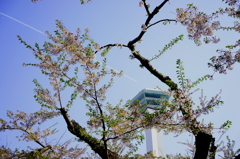 天空からのお花見