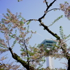 天空からのお花見