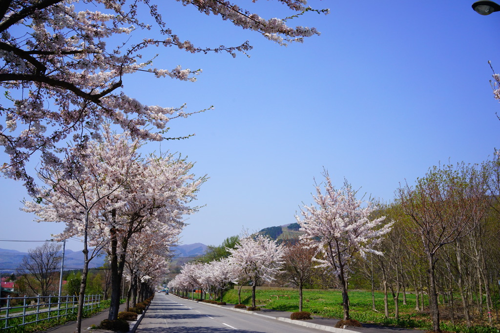 おらが町のマイナー桜スポット