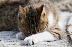 いやん、はずかしいにゃん。