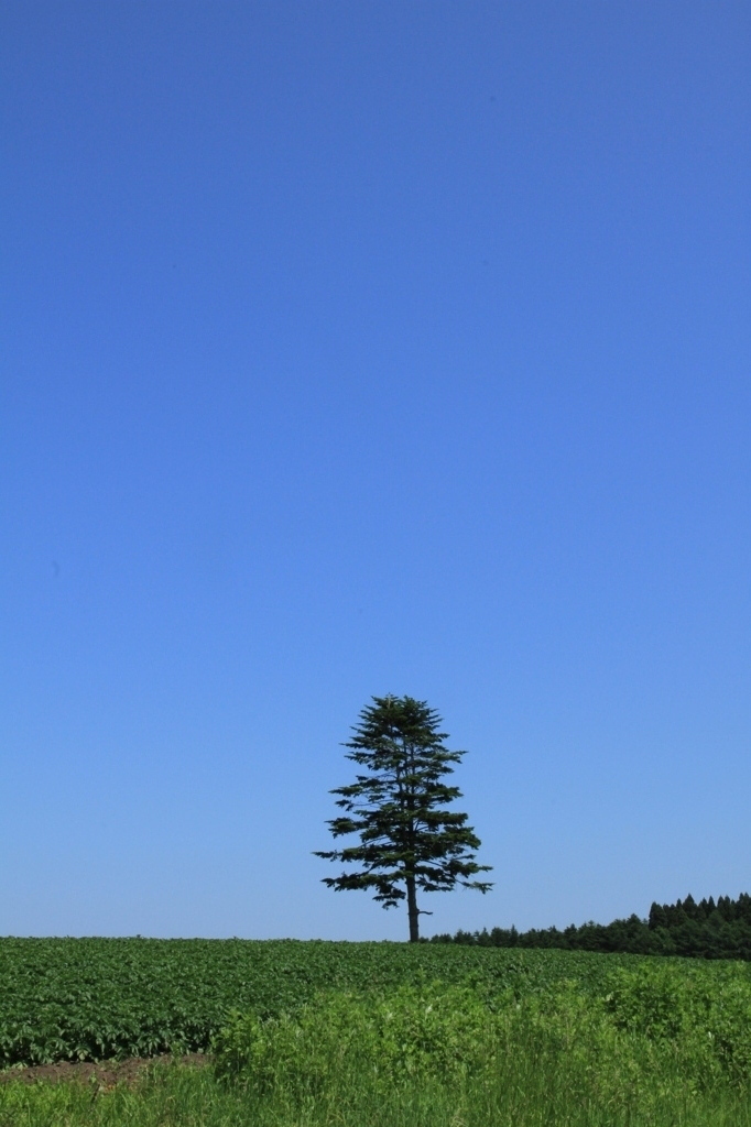 シングルツリー