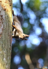 Spider Squirrel