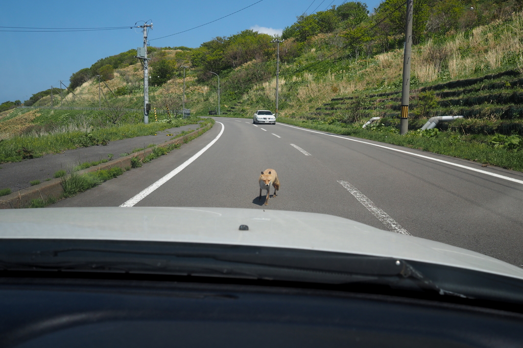 北海道でよくある光景。