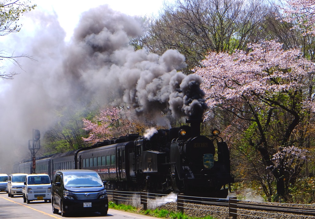 さくらとC11 207