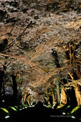桜回廊