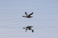 High Speed Low Pass