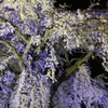 風花玉響。