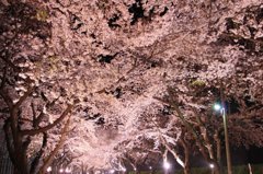 夢桜。
