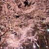 夢桜。