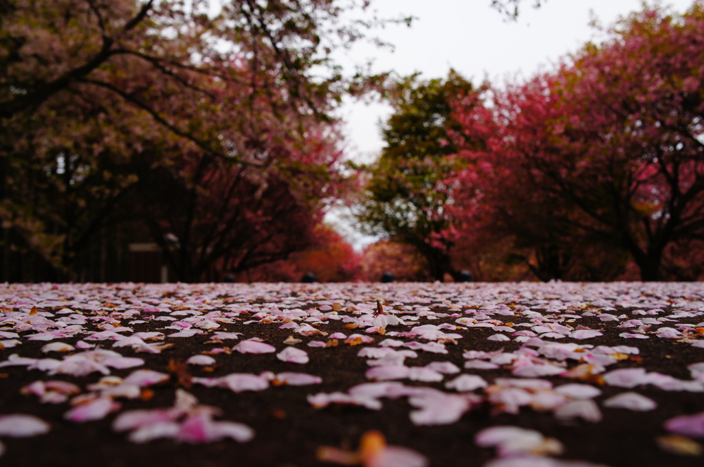 桜花爛漫。