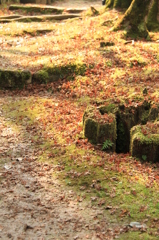 腐葉に当たる光