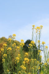 菜の花