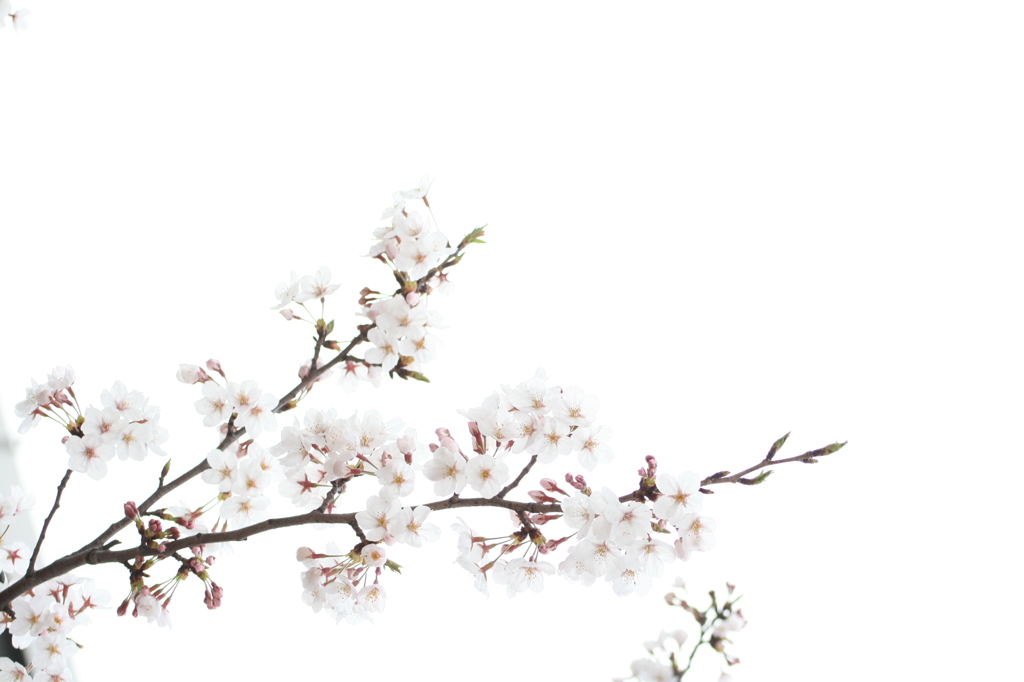 桜