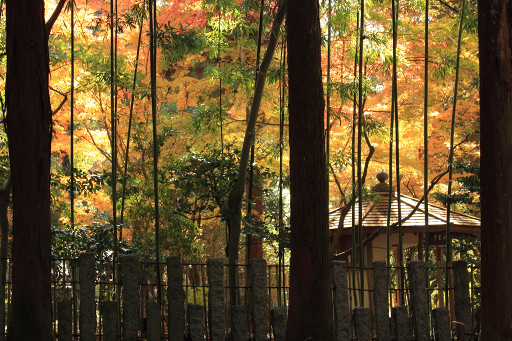 竹林と紅葉