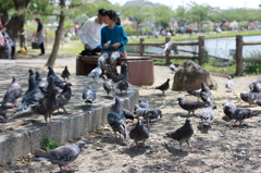 はと・鳩・ハト！