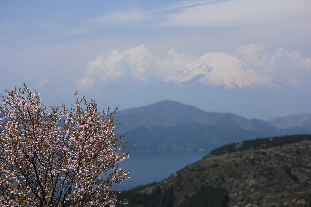 山桜