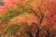 紅葉 紅葉