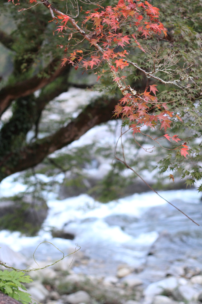 ここだけ紅葉