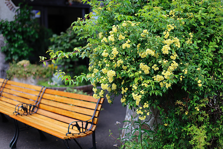 木香薔薇咲くベンチに座り