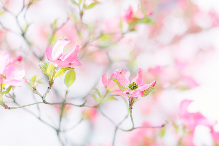 花は光に倣う