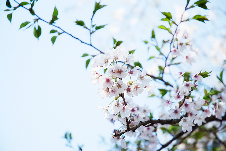 葉と桜