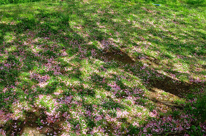 桜ふたたび