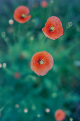 Long headed poppy