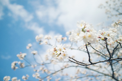 福島の空に桜咲く