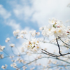 福島の空に桜咲く