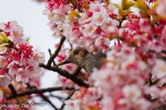 寒桜とヒヨドリ