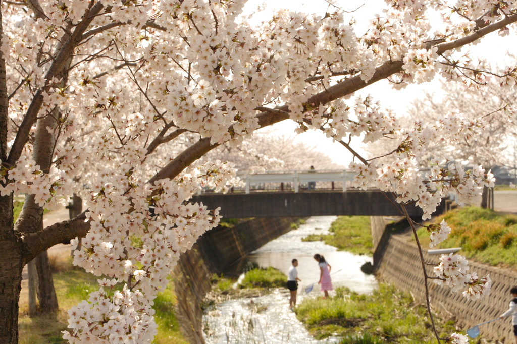 桜並木