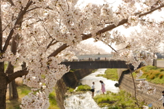 桜並木