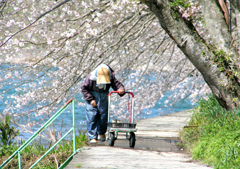 桜並木2