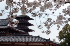 満開の寺院