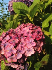 夜勤明けの紫陽花