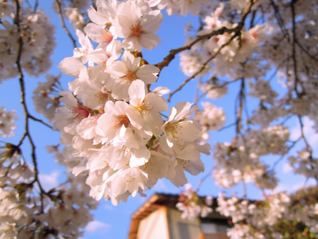 spring has come