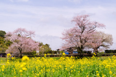 花曇り