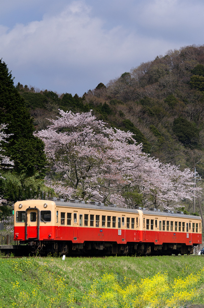 春色の汽車