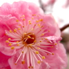 梅の咲く公園より